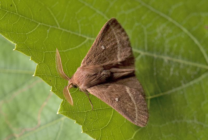 Lasiocampa quercus Lasiocampidae